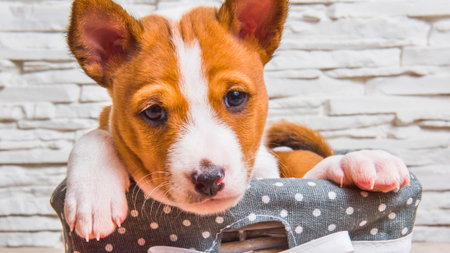 A cute young Basenji dog with large ears and expressive eyes looks out from a woven basket adorned with a polka dot fabric.の写真素材