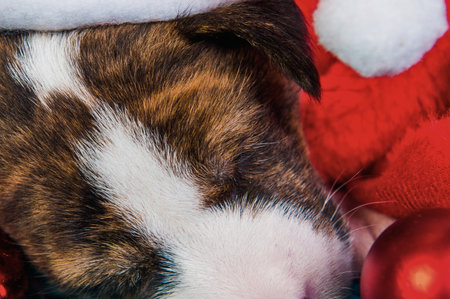 A brindle dog's face is partially visible, wearing a fuzzy white Santa hat. Red Christmas ornaments are in the background.の写真素材