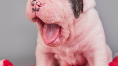 A close-up shot of a white bulldog puppy with black markings yawning, revealing its pink tongue and mouth.の写真素材