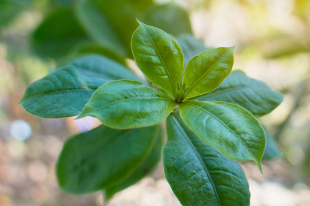 A cluster of lush green leaves with visible veins, bathed in gentle sunlight, suggesting new growth...