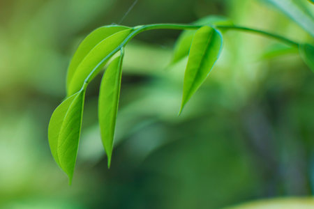 Close-up of vibrant green young leaves unfurling on a thin branch, with a soft, blurred background.の写真素材