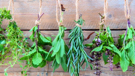 Bunches of fresh green herbs hang upside down, tied with twine, drying against a weathered wooden wall.の写真素材