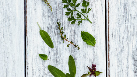 A collection of fresh green herbs, including parsley, sage, and mint, are artfully arranged in a vertical line on a distressed white wooden background.の写真素材