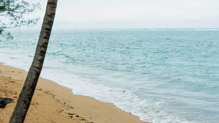 A serene tropical beach with golden sand, clear turquoise water, and a leaning palm tree. Gentle waves lap the shore under an overcast sky.の写真素材