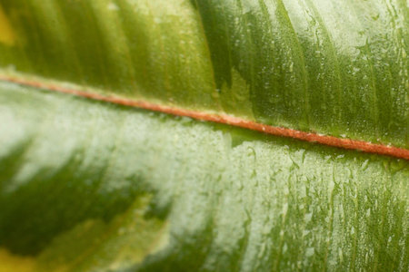 Macro shot of a textured green leaf, showcasing its intricate veins and organic patterns in sharp detail.の写真素材