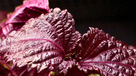 Macro shot of ruffled, deep red and purple leaves showcasing intricate vein patterns against a dark background.の写真素材