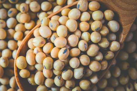 A close-up, overhead view of a wooden scoop overflowing with a large pile of dried, light-colored soybeans.の写真素材