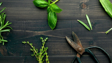 A rustic overhead view of fresh green herbs, including basil and thyme, with old shears on a dark wooden background.の写真素材