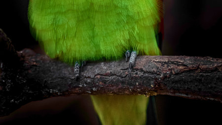 A detailed macro shot focuses on the bright green plumage of a parrot resting on a rough, dark tree branch.の写真素材