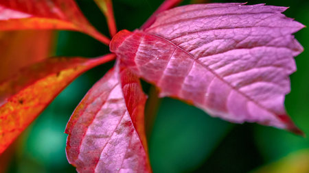 Macro shot of a cluster of Virginia creeper leaves transitioning through autumn colors, from vibrant pink to fiery orange.の写真素材