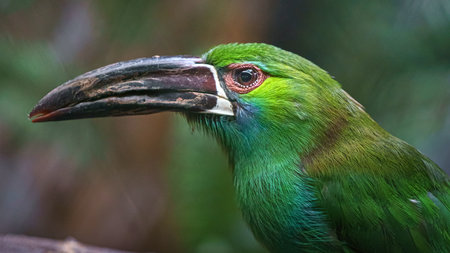 A detailed profile shot of a green toucanet bird, showcasing its colorful plumage and distinctive large beak against a blurred natural background.の写真素材
