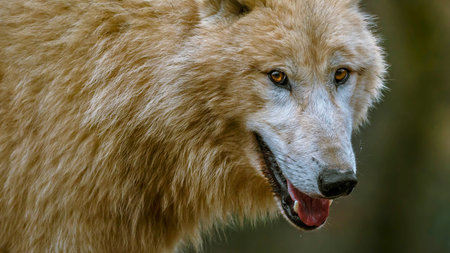 A detailed close-up of a wolf's face, showcasing its thick fur, alert eyes, and open mouth with its...