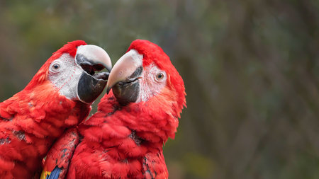 A close-up portrait of two vibrant scarlet macaws nuzzling each other with soft focus background.の写真素材