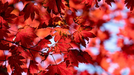A close-up, soft-focus view of numerous bright red autumn leaves, creating a textured, warm, and...