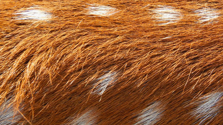Detailed view of a deer's fur showing the texture and pattern of its coat with distinct white spots.