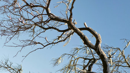 A close-up view of intricate, twisting tree branches reaching towards a vast, cloudless blue sky.