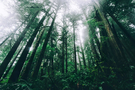 A natural scene of tall trees in a lush green forest with sunlight filtering down