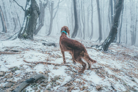A dog walks on a rocky trail surrounded by tall trees in a misty forest.