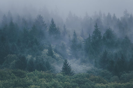 A natural scene of a foggy forest with tall trees and lush green bushes
