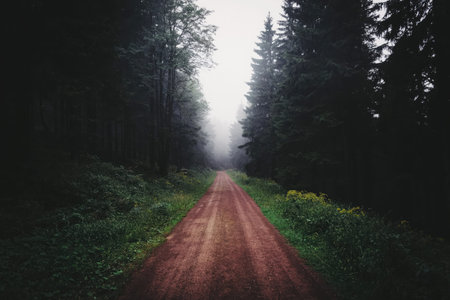 A misty forest with tall trees on a mountain trail