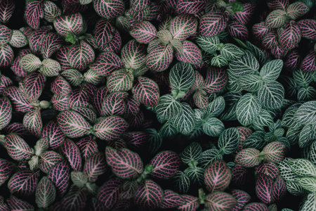 Detailed view of striped leaves on a vibrant green plant in natural light