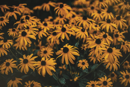 A detailed view of yellow daisy-like flowers with dark centers in a lush garden setting