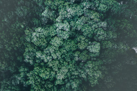 An aerial view of a lush, verdant forest teeming with diverse flora.