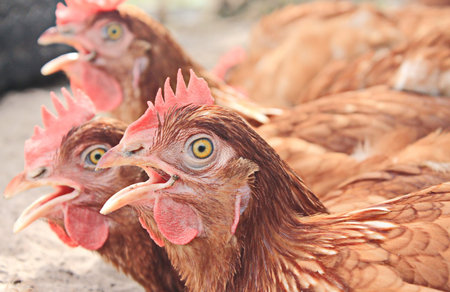 Chickenの写真素材