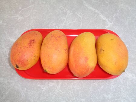 red mango, pelem podang suluh. podang mango ripe on the tree. indonesian exotic fruit on the red trayの写真素材