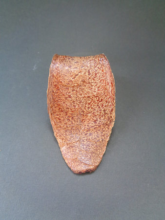 Swietenia Mahagoni heart, rind and seed with black background