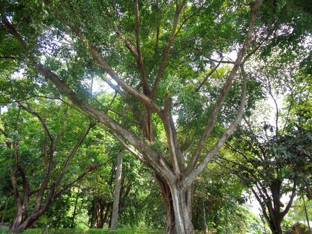 Ficus benjamina (beringin), commonly known as weeping fig or benjamin fig treeの写真素材