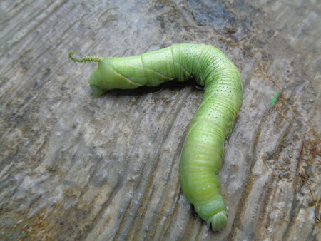The exotic green caterpillar with nature background