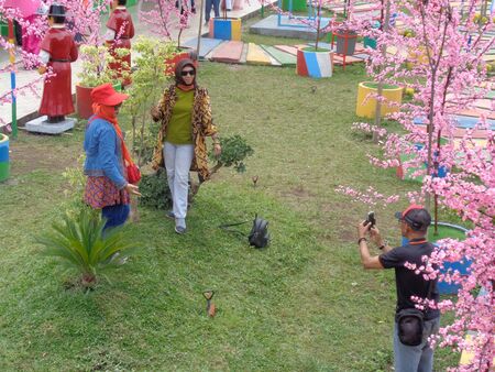 Kediri, East Java Indonesia - 17 Desember, 2019: The visitor wearing Korean traditional dress Hanbok in Gyeongbokgung palace and cherry blossom flower.のeditorial素材
