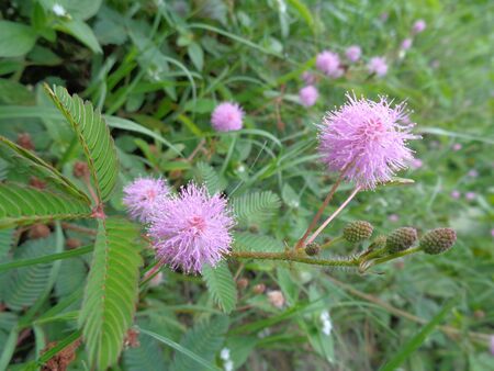 Mimosa pudica, also called sensitive plant, sleepy plant, action plant, touch-me-not, shameplant, zombie plant.の写真素材