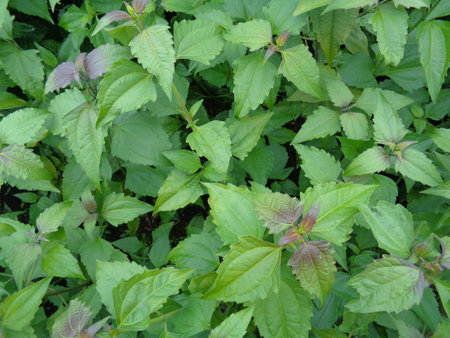 weeds green in the nature background