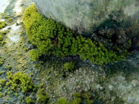 Mosses (bryophyte) on rocks, they are characteristically limited in size and prefer moist habitatsの写真素材