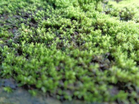 Mosses (bryophyte) on rocks, they are characteristically limited in size and prefer moist habitatsの写真素材