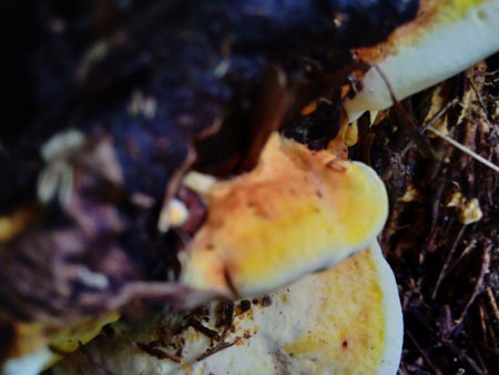 beautiful  natural mushroom in the bamboo root