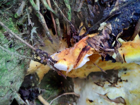 beautiful  natural mushroom in the bamboo root