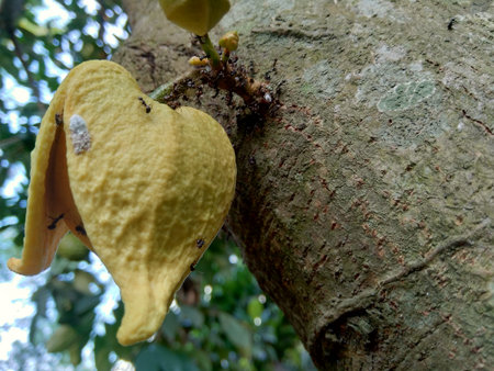 Soursop fruit flower, flower crown slightly open, flower still hanging on the tree