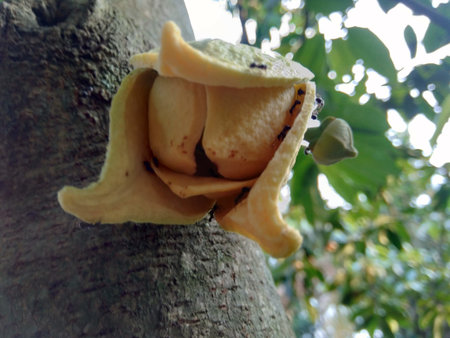 Soursop fruit flower, flower crown slightly open, flower still hanging on the tree