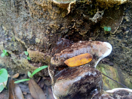 The exotic poisonous mushroom in the nature background