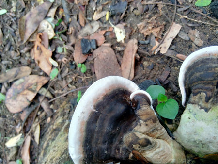 The exotic poisonous mushroom in the nature background