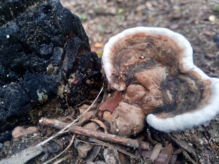Ganoderma is a genus of polypore fungi in the family Ganodermataceae found in the trunk of tree,...