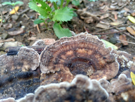 The exotic poisonous mushroom in the nature background