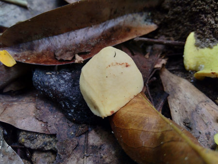 Soursop flower (Annona muricata L.) in the nature background