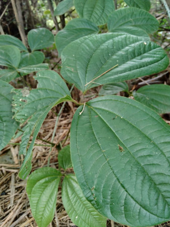 Green dioscorea hispida Dennst tree in the nature background