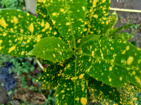 Close up Garden croton (Codiaeum variegatum) in the garden