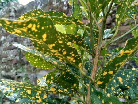 Close up Garden croton (Codiaeum variegatum) in the garden