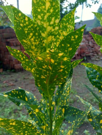 Close up Garden croton (Codiaeum variegatum) in the gardenの写真素材